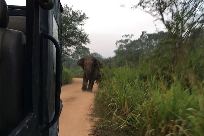 Rangiri Jeep Safari Half Day Jeep Safari