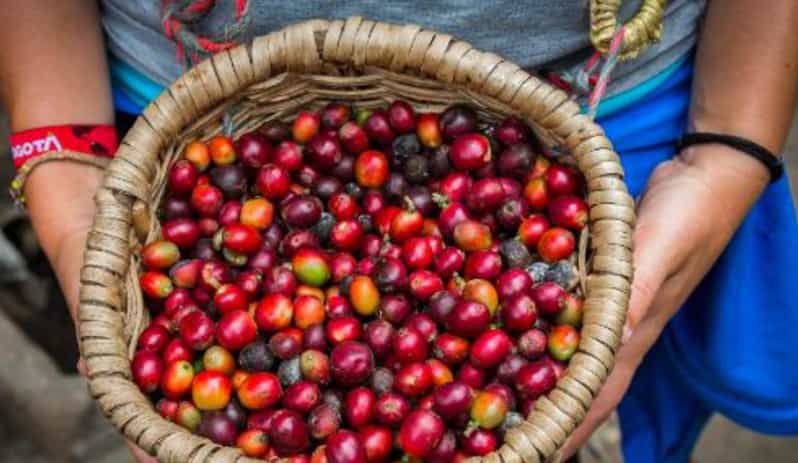 2 Best Coffee Tours And Tastings In Manizales