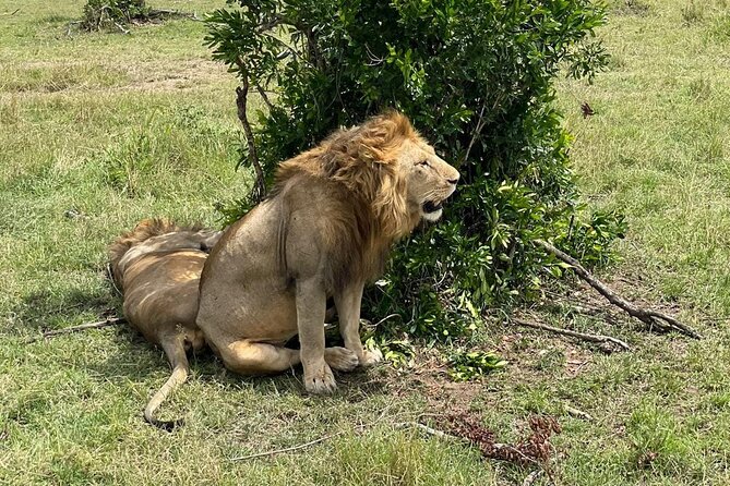 3-Day Masai Mara and Naivasha Hells Gate National Park-Safari