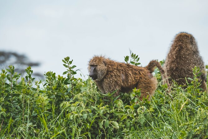 3-Day Tarangire, Ngorongoro & Manyara Best Tour & Safari