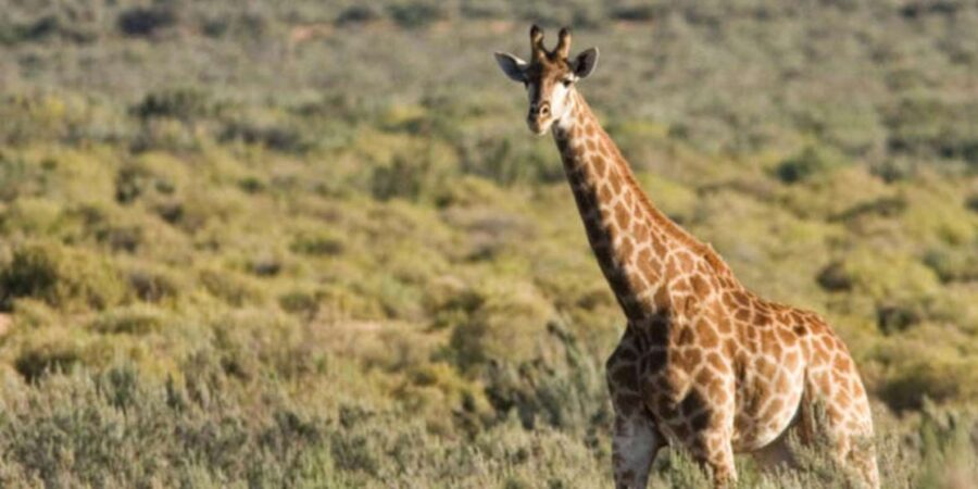 Full Day Cape Town Safari