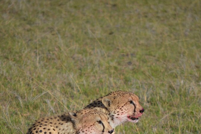 4 Day Private Lake Naivasha and Maasai Mara Safari Adventure