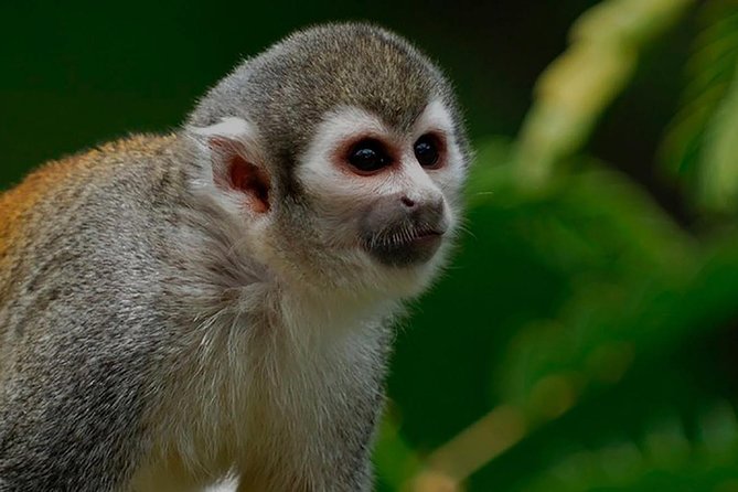 4 Days La Selva Amazon Lodge Full Board