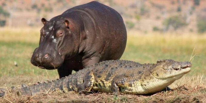 ½ Day Isimangaliso Boat Safari Tour From Durban - Frequently Asked Questions
