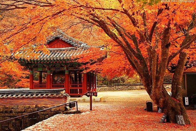 Classic Naejangsan National Park One Day Tour (Autumn Limited） - Reviews and Feedback