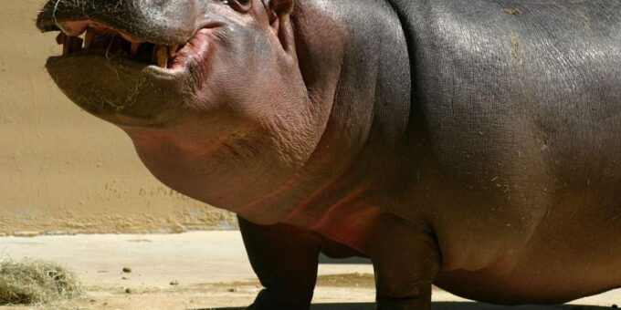 Isimangaliso Boat Safari ½ Day Tour From Richards Bay - Scenic Boat Cruise