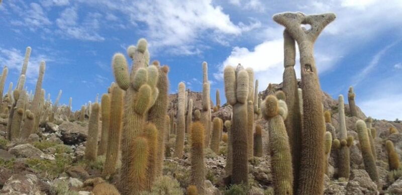 Uyuni Salt Flat 3 Days Private |Uyuni - Uyuni| Hotel 3 ☆☆☆ - Day 3 Highlights