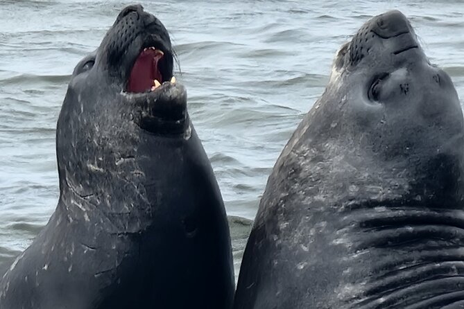 6 Hours Wild Tour With Penguins, Elephant Seals in East Falklands