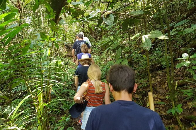 Howler Monkey Tour - Filandia Views And Gastronomy - Exploring Filandia