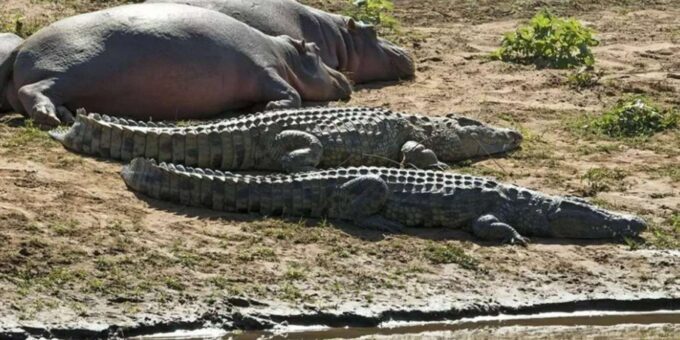 ½ Day Isimangaliso Boat Safari Tour From Durban - Departure and Duration