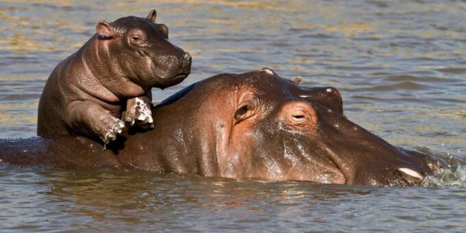 ½ Day Isimangaliso Boat Safari Tour From Durban - Pricing and Inclusions