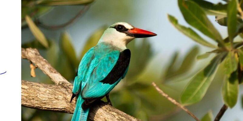 ½ Day Isimangaliso Boat Safari Tour From Durban - Key Points