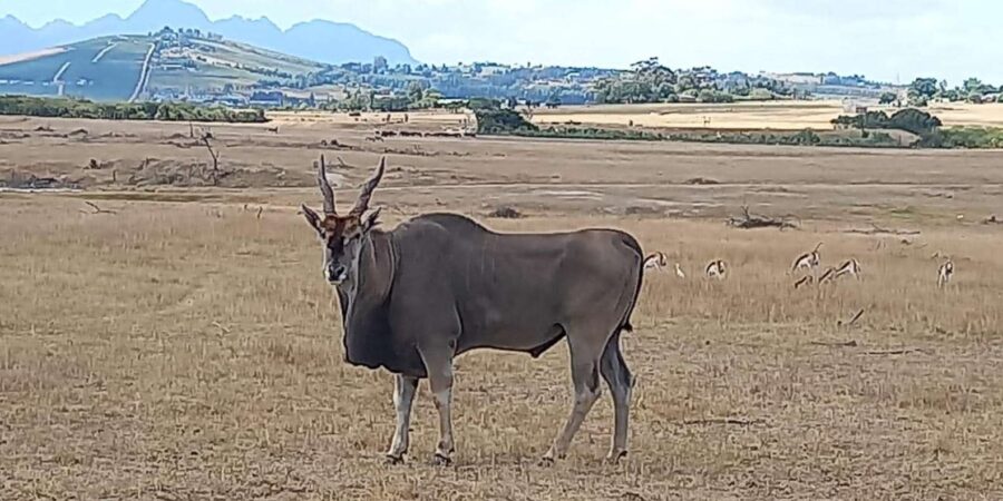 Cape Town: Safari & Winelands Day Tour