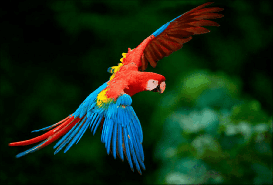 Collpa Guacamayo 2D Excursion – Jungle Sunset |