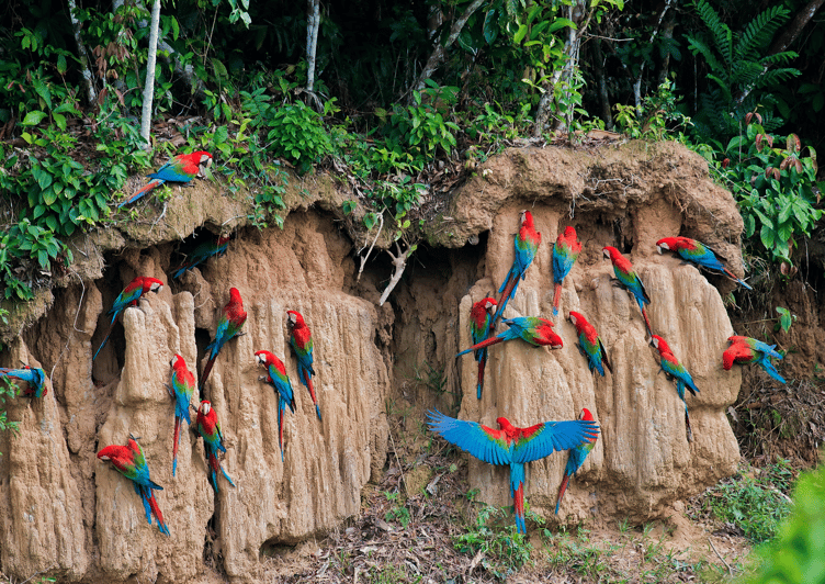 Excursion 4d /3 Nights Macaw Clay Lick and Lake Sandoval