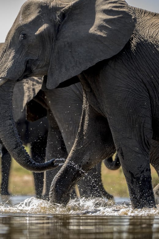 From Agra: Taj Mahal Tour W/ Elephant Conservation