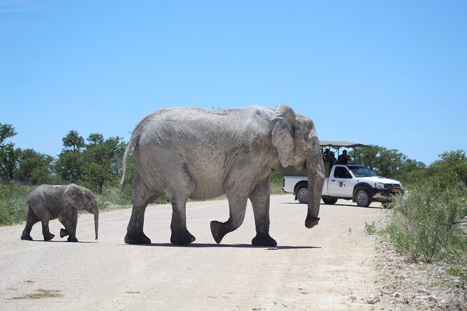 Half-Day Game Drive
