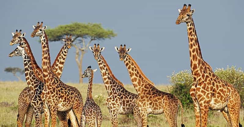 Half Day Phezulu Safari Park & Mandela Capture Ste Fr Durban