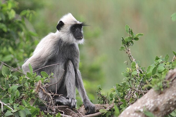 Day Excursion to Yala National Park From Colombo