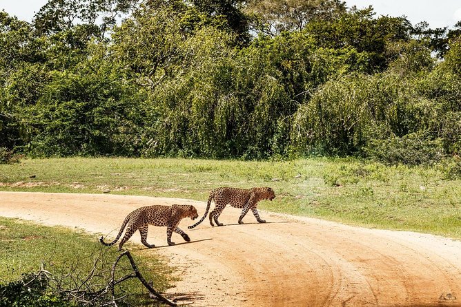 Leopard Full Day Safari Yala National Park - Key Points