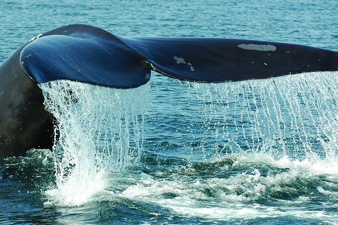 Miches or Sabana De La Mar Whale Watching Tour