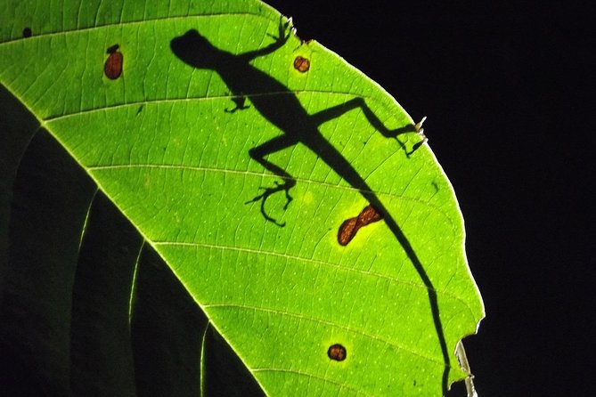 Mindo Cloud Forest (PRIVATE Day Trip)