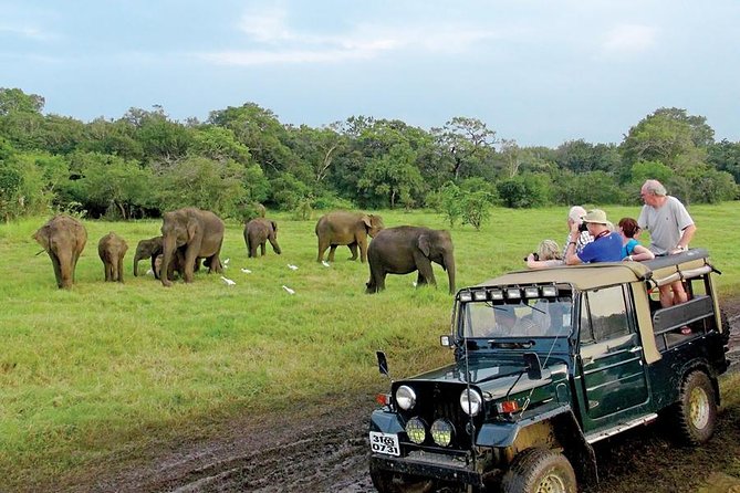 Minneriya National Park Safari Review