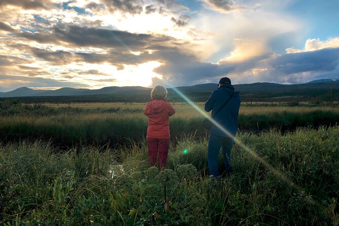 Moose Safari Dovre & Lesja Activity - What to Expect