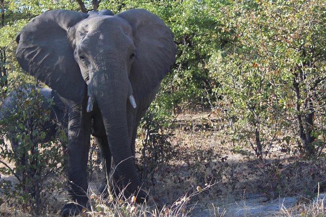 Moremi One Day Game Drive Safari