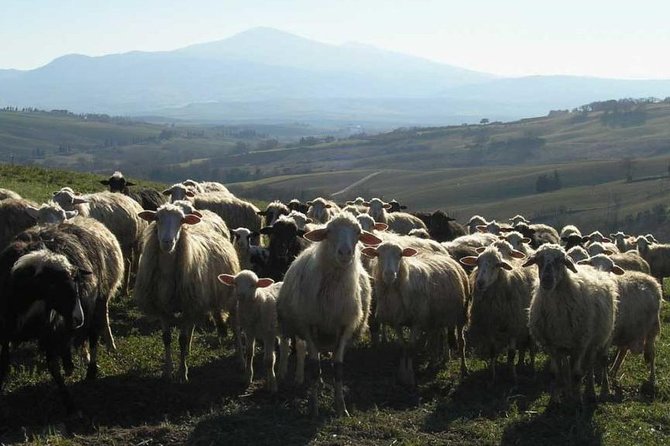 Pienza: Pecorino Cheese Tour and Tasting in a Farm