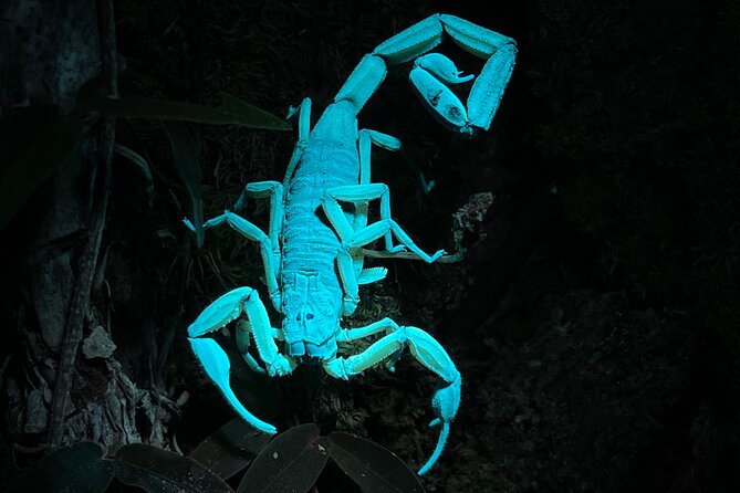 Private Manuel Antonio Sunset and Night Tour - Tour Overview