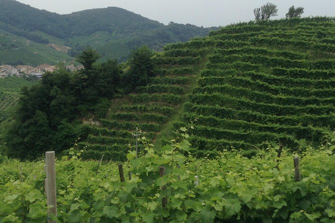 Prosecco Wine Tour With Tiramisu From Venice