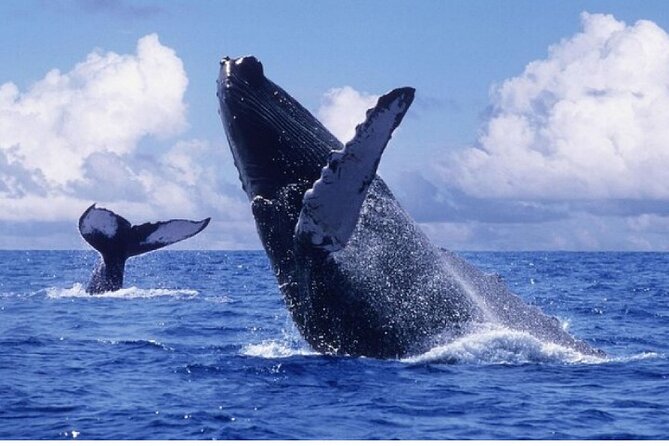 Punta Cana :Half Day Whale Watching With Transportion Included