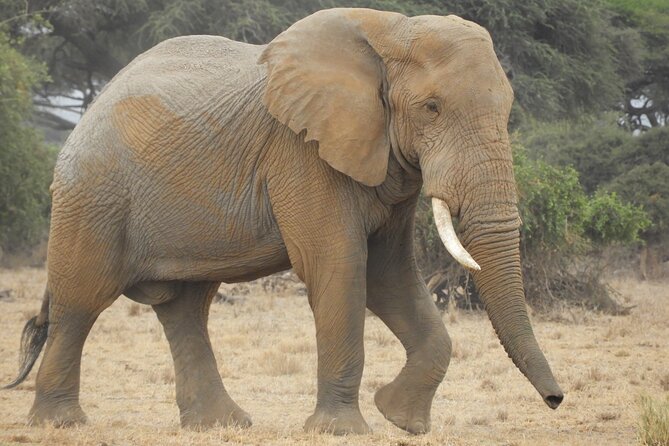 Two Nights (Mid-Range) Amboseli Safari