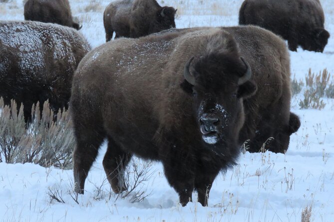 Yellowstone Winter Wolf & Wildlife Tour From Gardiner, MT