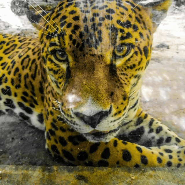 19 Best Tours In Palenque