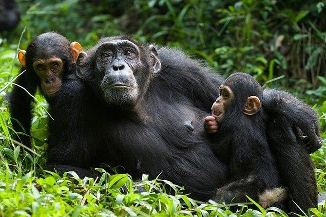 1 Day Kibale National Park