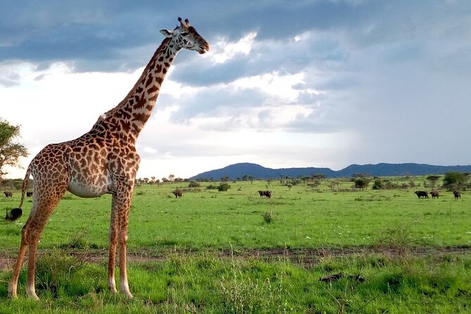 7 Days Mt Kilimanjaro,Tarangire Np, Ngorongoro, Serengeti Np, Lake Manyara NP