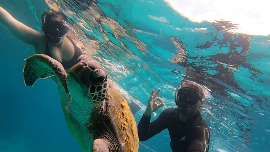 A Day in Ilha Grande Snorkeling With Turtles Private