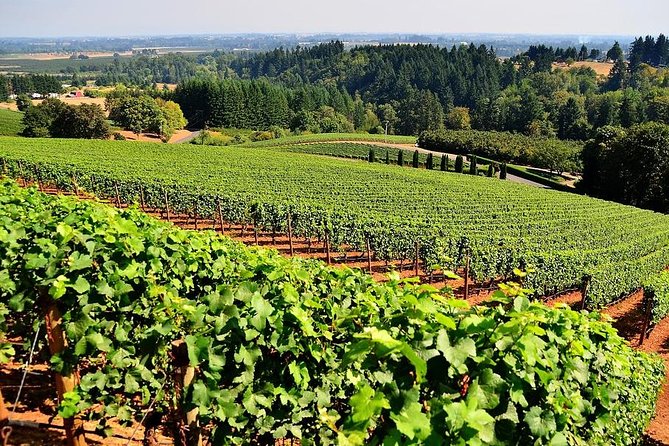 Azuga Wine Tasting on a Day Trip From Brasov - Meeting Point and Start Time