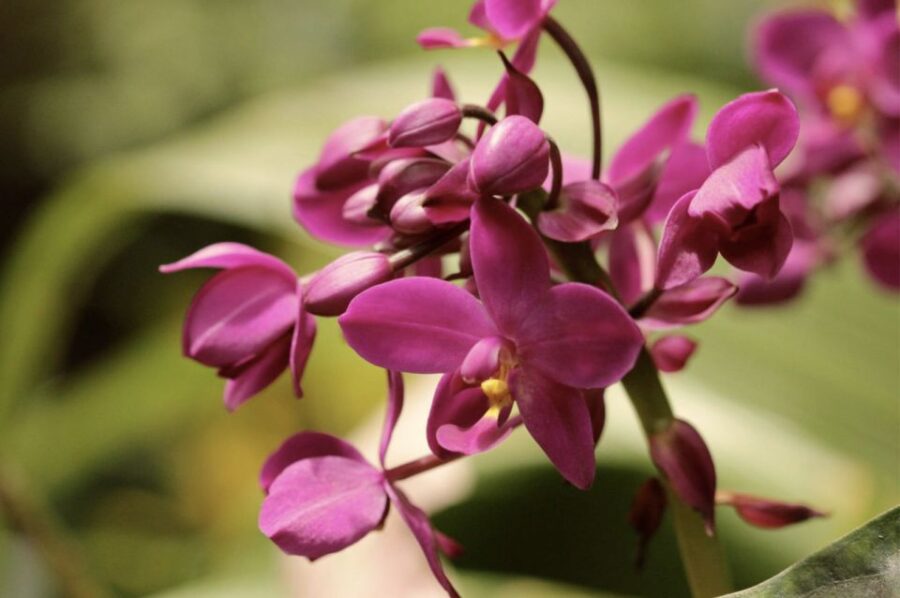 Barbados: Tour of Harrisons Cave & Huntes Gardens