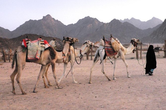 Camel Ridding Marsa Alam Safari From Camel Yard