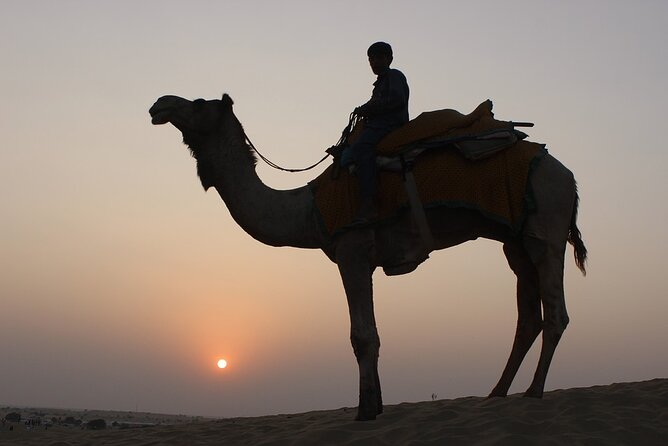 Camel Safari at Osian Review - Inclusions and Exclusions