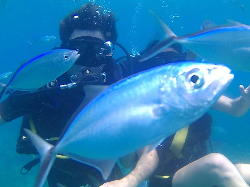 Catalina Island: Dive Adventure