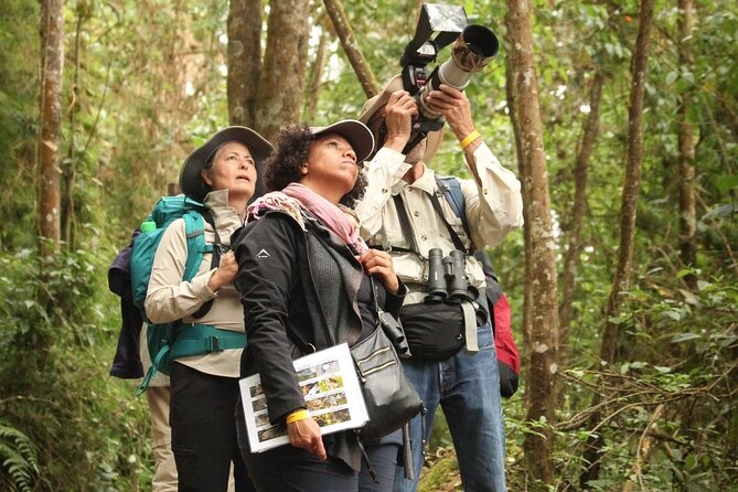 Chicaque Cloud Forest Birding