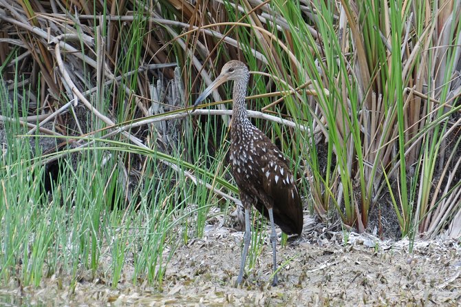 Crooked Tree Bird Watching