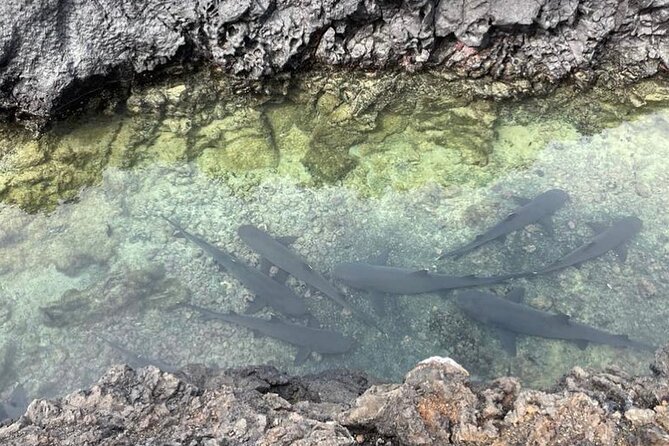 Day Trip to Isabela Island and Tintoreras in Galápagos