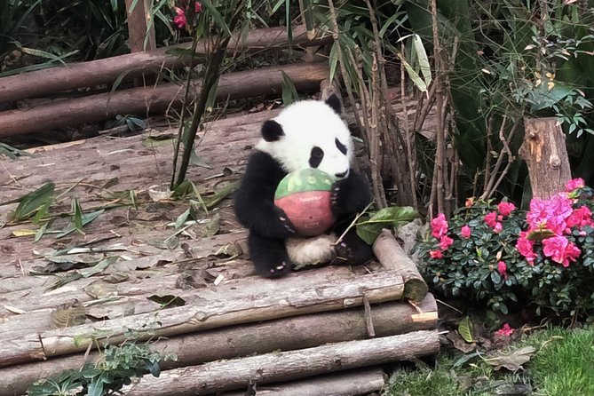 Dujiangyan Panda Base Volunteer Experience Trip