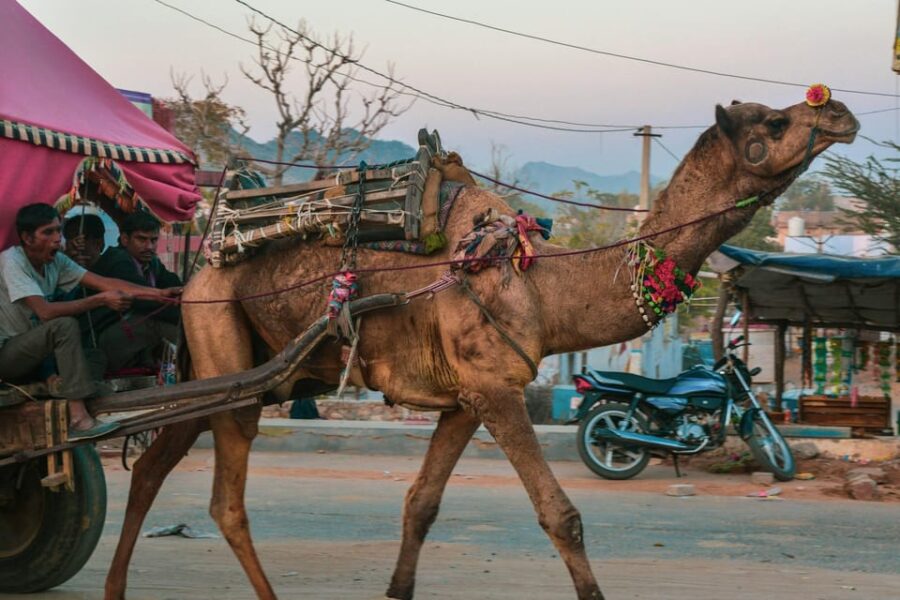 From Jaipur: Pushkar and Ajmer Day Trip With Camel Ride.