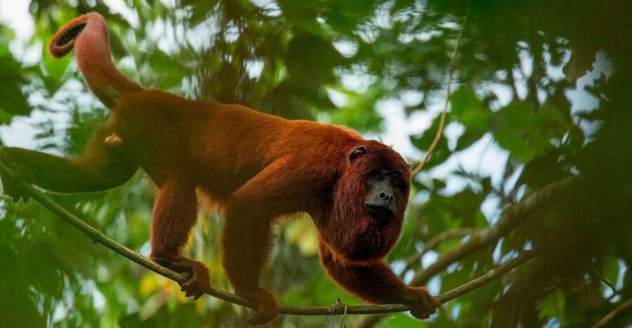 From Tambopata || Monkey Island + Sandoval Lake + Bonfire ||